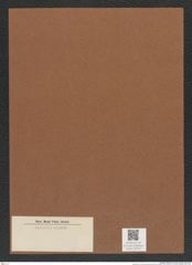 Diatomeae indet. Zeichnungen Sammlung Grunow Mappe 03753 (Herbarium_W_Grunow_drawings_Folder_03753)
